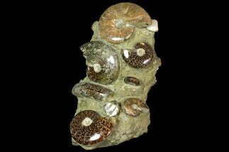 Tall, Composite Ammonite Cluster #117487