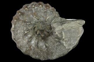 Fossil Ammonite (Pachydiscus) - Alaska #117202