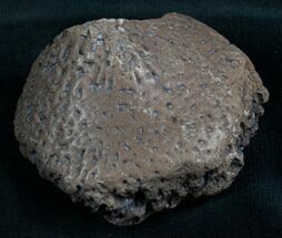 Glyptodon/Glyptotherium Bony Armor Scute - Florida #8231