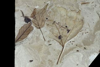 Fossil Leaf Plate - Green River Formation, Utah #118031