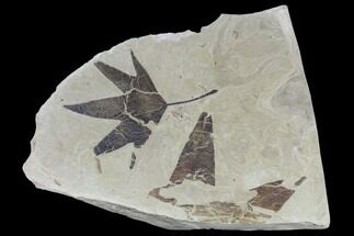Two Fossil Sycamore Leaves (Platanus) - Green River Formation, Utah #118032