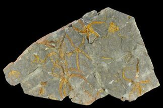 12" Plate Of Ordovician Brittle Stars (Ophiura) - Morocco - Fossil #118177