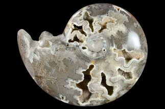5.4" Polished Cretaceous Ammonite Fossil - Khenifra, Morocco - Fossil #116703