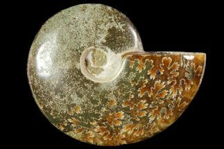 Polished, Agatized Ammonite (Cleoniceras) - Made agascar #119000