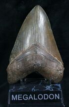 Awesome Megalodon Tooth - Sharp Serrations #8310