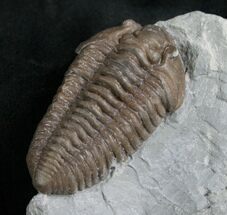 Prone Flexicalymene Trilobite From Ohio - #8324