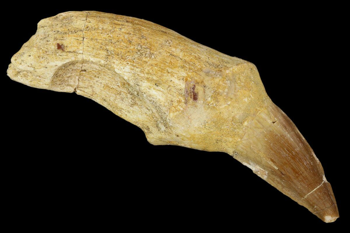 real mosasaur tooth