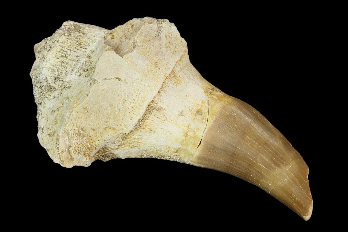 mosasaur tooth fossil