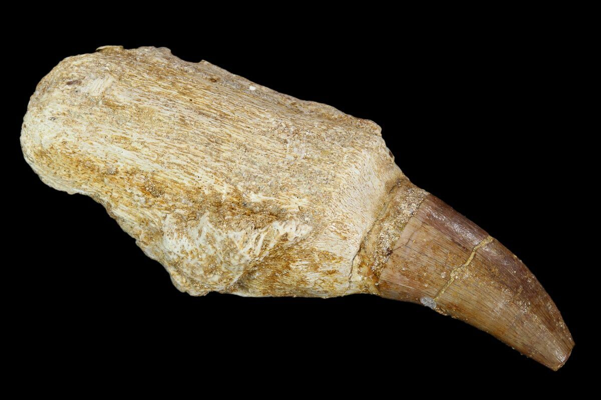 mosasaur tooth price