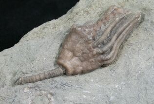 Beautiful Macrocrinus Mundulus Crinoid #8336