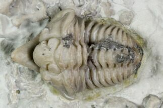 Spathacalymene Trilobite With Crystal Cephalopod (Composite) #120105