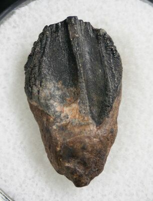 Partially worn Triceratops tooth