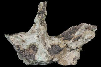 Partial Triceratops Vertebra Process - North Dakota #120155