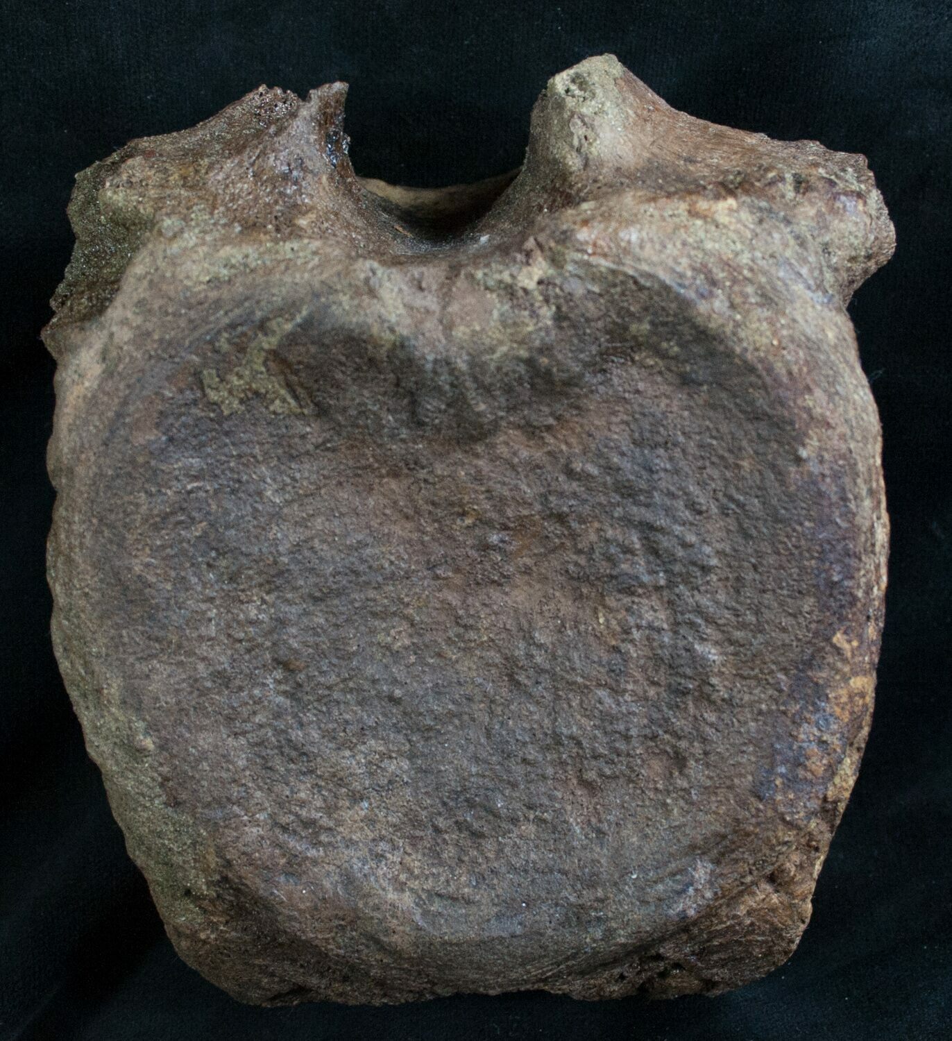 hadrosaur vertebrae