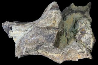 Unprepared Fossil Triceratops Vertebra Section - North Dakota #120438
