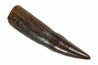 Fossil Rooted Crocodile Tooth - South Dakota #115739