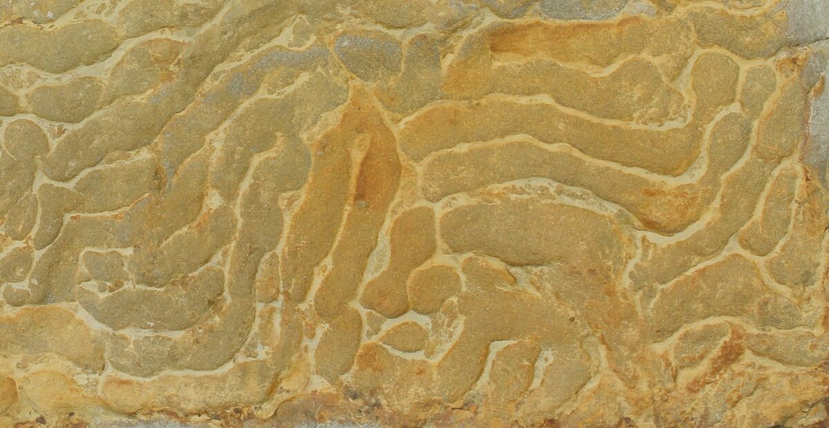 9.8" Pennsylvanian, Fossil Microbial Mat Oklahoma (114068) For Sale