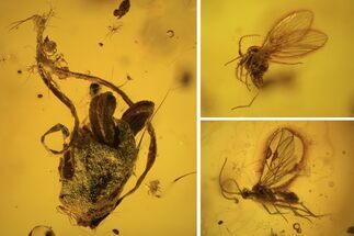 Detailed Fossil Flies, Wasp & Oak Flower In Baltic Amber #120653