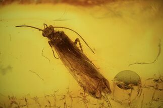 mm Fossil Caddisfly (Trichoptera) In Baltic Amber #120680