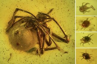 Fossil Spider (Araneae) & Several Mites (Arachnida) In Baltic Amber #120689