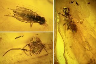 Fossil Winged Termite, Fly and Spider In Baltic Amber #120700
