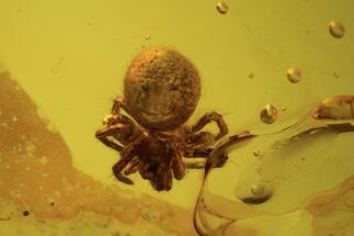 Fossil Spider (Araneae) In Baltic Amber #120601