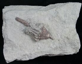 Macrocrinus Crinoid From Crawfordsville #8396