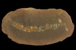 Unidentified Fossil Worm - Illinois #120724