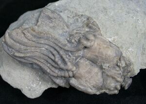 Fossil Crinoid Crown, Platycrinites - Crawfordsville #8400