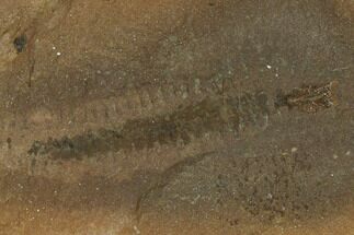 Fossil Worm (Astreptoscolex) - Illinois #120927
