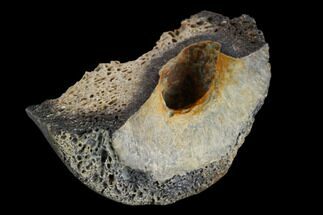 Fossil Raptor Phalange Bone Fragment - Texas #116647