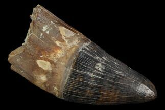 Fossil Rooted Deinosuchus Tooth - Aguja Formation, Texas #116670