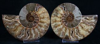 Gorgeous Polished Ammonite Pair - Agatized #8416