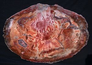 Wide, Brilliant Red Petrified Wood Tabletop #121934