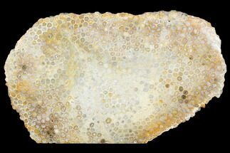 Polished, Fossil Coral Slab - Indonesia #121871