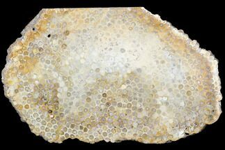 9.5" Polished, Fossil Coral Slab - Indonesia - Fossil #121873