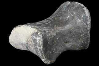 Ceratopsid Phalange (Toe Bone) - Judith River #121967