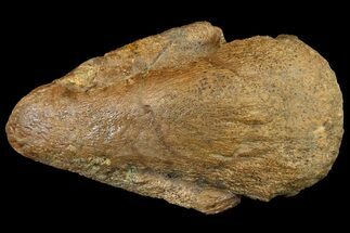 Pachycephalosaur Ungual (Claw) - Montana #121972
