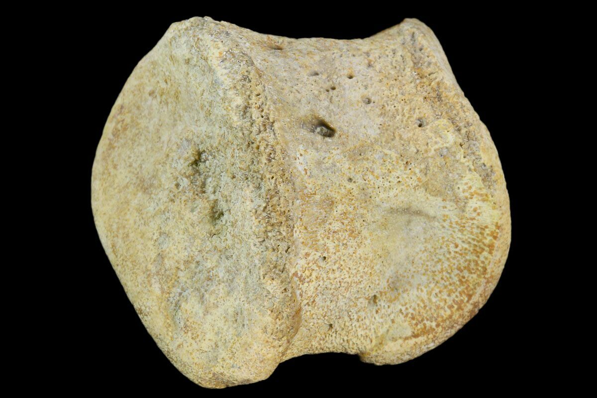 hadrosaur fossil