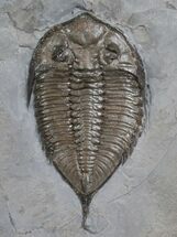 HUGE Dalmanites Trilobite From New York #8484