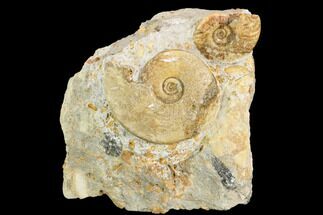 Two Ammonite Fossils In Rock - Boulmane, Morocco #122439