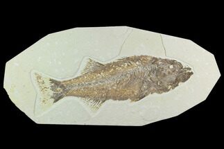 Uncommon, Fossil Fish (Mioplosus) - Wyoming #122675