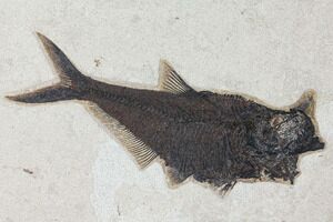 8 1/4 Inch Diplomystus Fish Fossil (18 Inch Layer) (#269