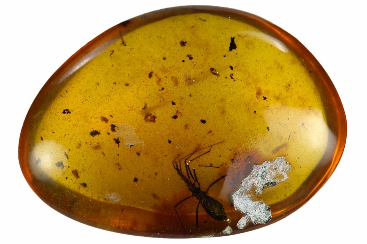 5.1mm Fossil UniqueHeaded Bug In Amber Myanmar For Sale (123097