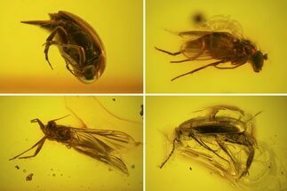 Two Fossil Beetles And Two Flies In Baltic Amber #123308