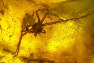 mm Fossil Spider (Araneae) In Baltic Amber #123371