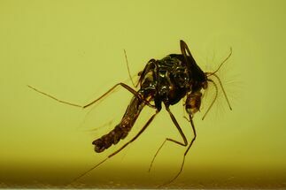 mm Fossil Fly With Parasitic Mite (Phoresy) In Baltic Amber #123398