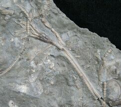 Isotomocrinus Crinoid With Stems - Ontario #8633