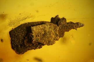 mm Caddisfly Larval Case With Larva In Baltic Amber #123420