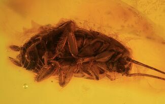 mm Fossil Cockroach (Blattoidea) In Baltic Amber - Rare! #123396